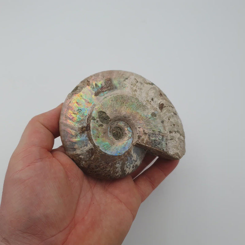 ammonite opalisée