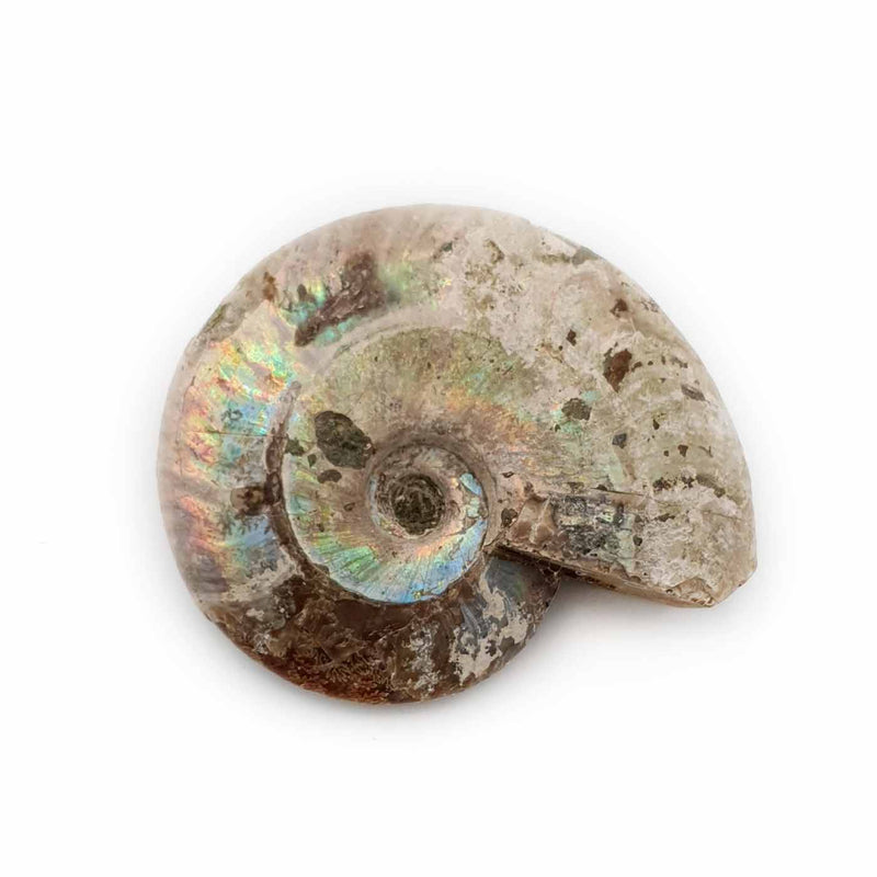 Ammonite opalisée