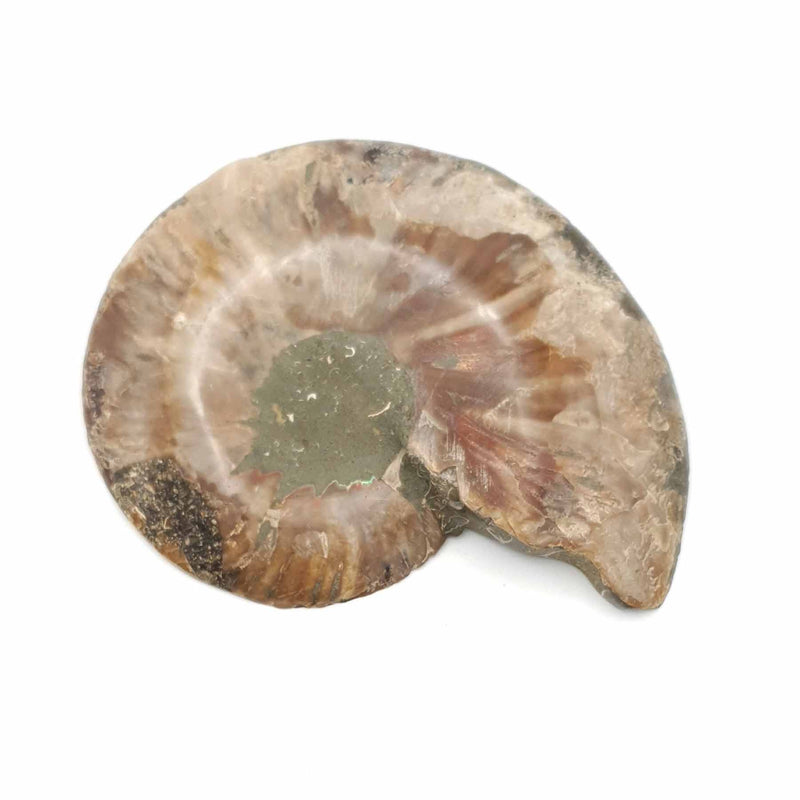 Demi Ammonite